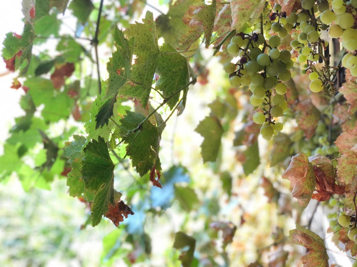 L'Antico Podere Soresina エクステリア 写真